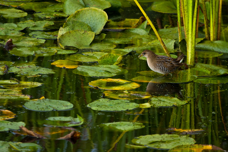 Sora On Lily Pad